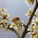 토종축산2 이미지