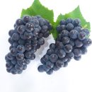 엔비휘트니스 이미지