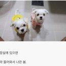 개바라기 이미지