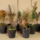 황금농장(2) 이미지