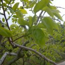 대광농장 이미지