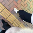 하란몰