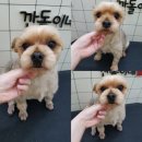 깐돌이네 애견샵 네이버블로그