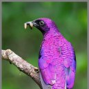 Violet-backed Starling 이미지