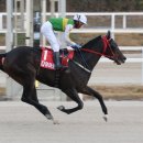 다이아로드 이미지