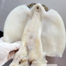 군산오언니 이미지