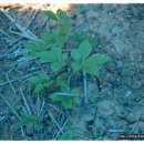 임마누엘팜 이미지