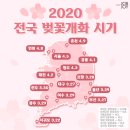 3월 11일(수) 출석부-2020 전국 벚꽃 개화시기 이미지