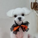 위위그루밍 이미지