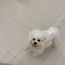 일산애견호텔 강아지유치원 맘바이일산점 네이버블로그