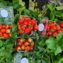 쌍림농장 이미지