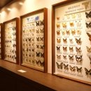 파주 나비나라박물관 이미지