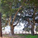 관매도 후박나무 이미지