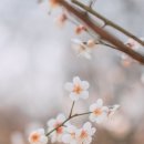 매화태권도