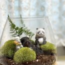 정원 | 이끼 테라리움 만들기 키트 DIY 미니 정원 후기
