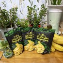 썬하베스트 팜 | 최애간식 발견? 글로컬 푸드 필리핀 골든 사바나 바나나칩