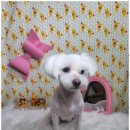 주견야DOG 이미지