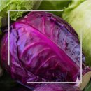 양상추의 효능과 섭취방법 이미지