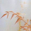 토큰박스퀸스