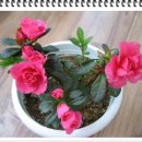 아젤리아 이미지