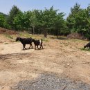 청파농장 이미지