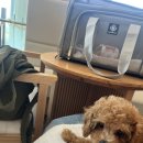 중부 검역본부 앞 | 일본 강아지 한국 동반 입국 방법 후기 | 준비서류(수출국 검역증명서·마이크로칩), 이스타항공 예약 팁