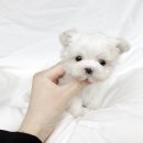 코코독(cocodog) 이미지