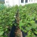 경주코튼빌리지 이미지