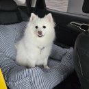 전원민박 | [ 부루동 애견 민박 ] 인천공항 근처 전원주택 애견 민박 &lt;2번째 방문한 찐 리얼 후기&gt;