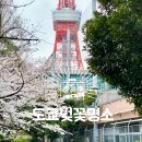 일본 도쿄 벚꽃 명소 메구로강 아사쿠사 센소지 도쿄타워 프린스 시바 공원