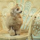 일산그루밍캐나다 이미지