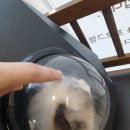 (주)그린펫 | 안산 고양이 동물병원 유동물병원에서 중성화했어요! (1달 이후 후기포함!)