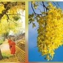 로얄파크 라차프럭(Royal Park Rajapruek) 이미지