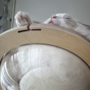 랙돌캐터리 알렉산더돌스 이미지