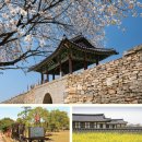 참살이농산물 | 노란 봄이 머무는 곳…✨수선화 따라 서산 산책