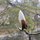 ＜도연명 만나고 온 흰 제비＞도연명 방백方伯하던 오류五柳 풍광 보고 소상강 동정호 한 바퀴 휘둘러보고 후이 후이 날아 압록강 이미지