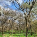 힐링이 되는 비내섬 이미지