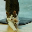 뭐먹냥? 이미지