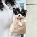 강아지랑나랑 이미지