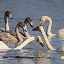 동읍1200 이미지