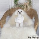 진이애견 이미지