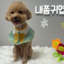 댕블리 이미지