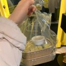 묵호 꼭 꼭 먹어야 할 <파닭김밥> 지옥의웨이팅, 그 외 머근거뜰