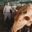 한우1000 이미지