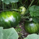 수산나농장 이미지