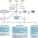 Re: Nitric oxide signalling in kidney regulation and cardiometabolic health 이미지