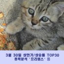 대우선재2호 태양광발전소 | 3/30 상한가/상승률 TOP30 종목분석 ( 프리엠스 등 30)