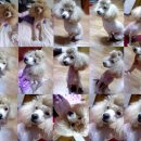 애플이미용햇써요~ 이미지