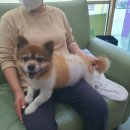 아지동물병원 이미지