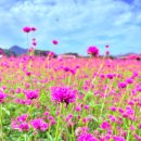 ●10월12일(일)핑크뮬리 4대성지중 한곳 그곳으로 휠링 드라이브가요 이미지